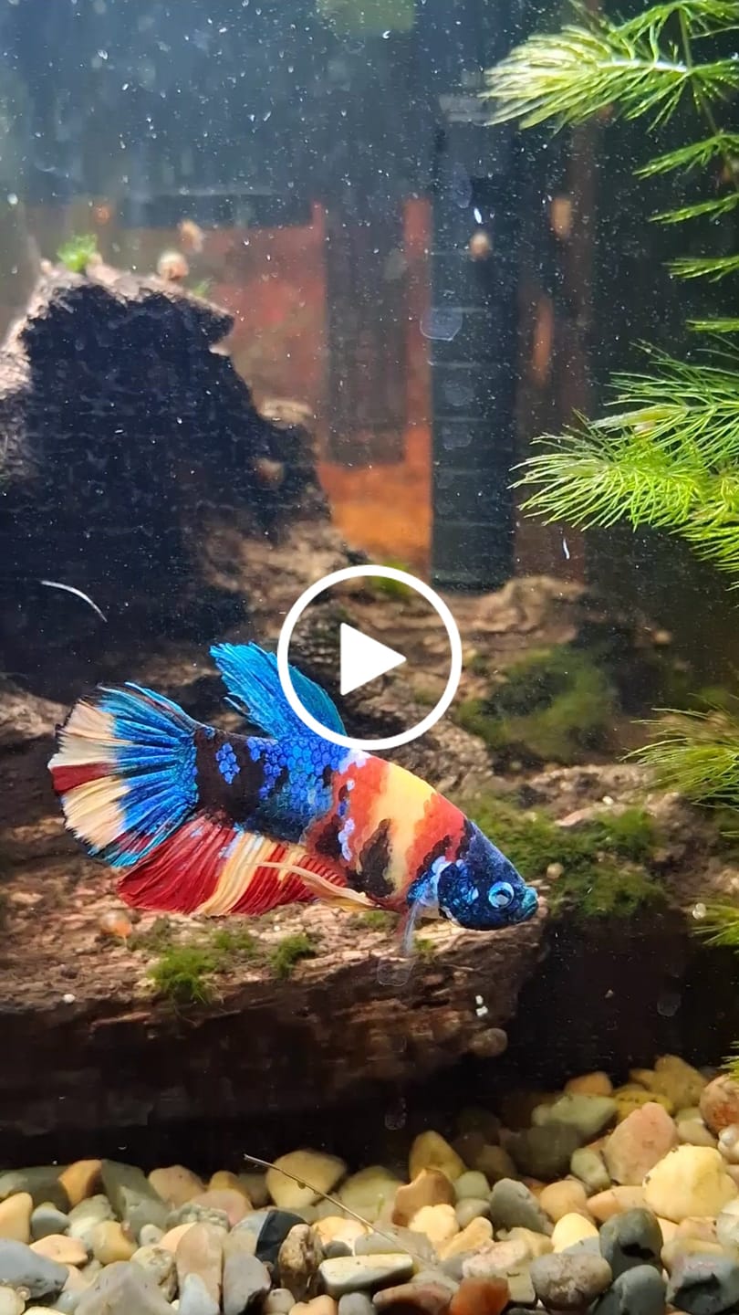 Customer video review of Multicolor Plakat Male Betta Fish |Show Grade|  You Pick Fish
