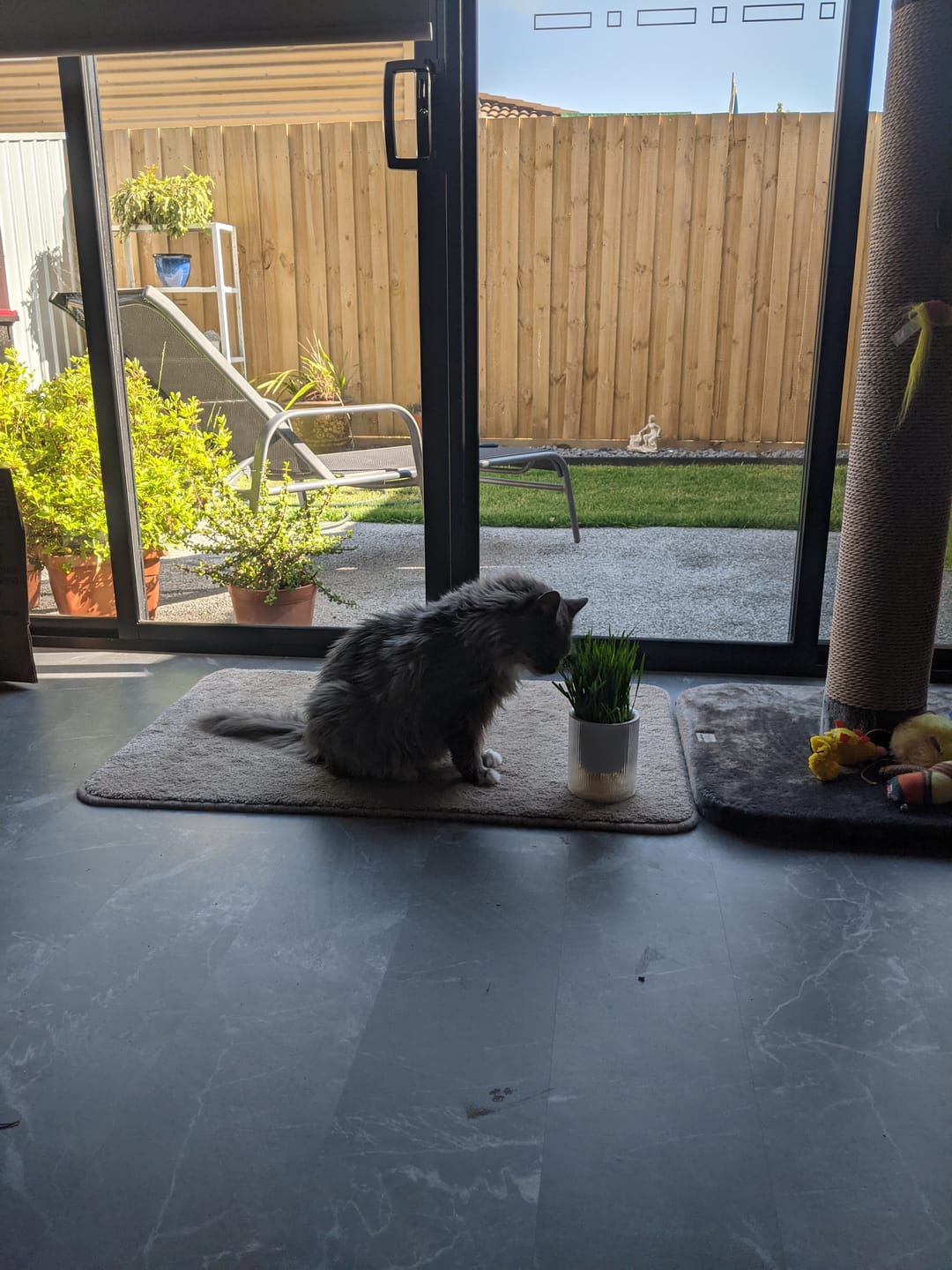 Customer photo review of MICHU All-in-One Soil-Free Cat Grass Grow Kit with Australian Seed and Mulch, Made in Australia