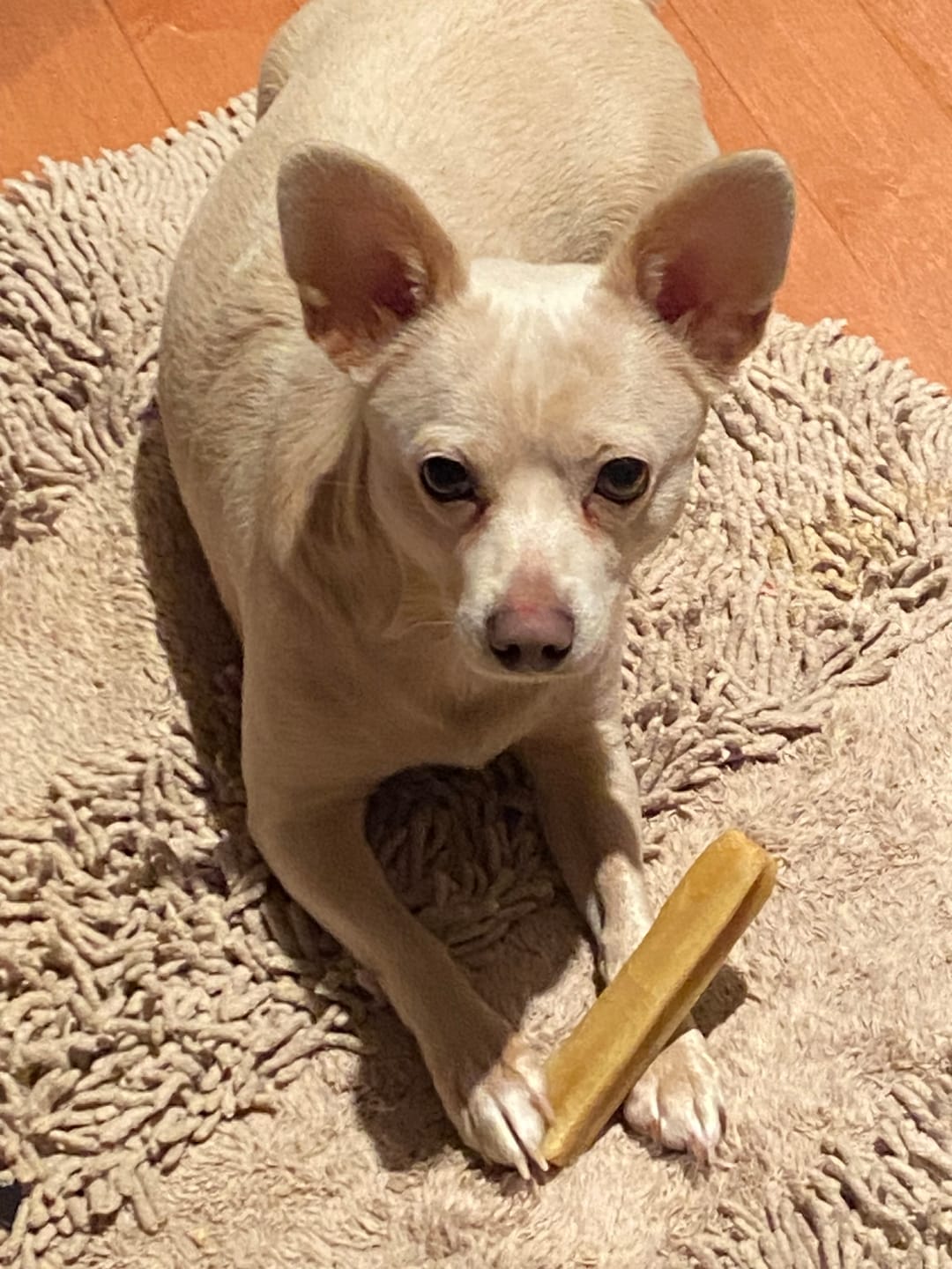 Customer photo review of Himalayan Yak Chew (SMALL)