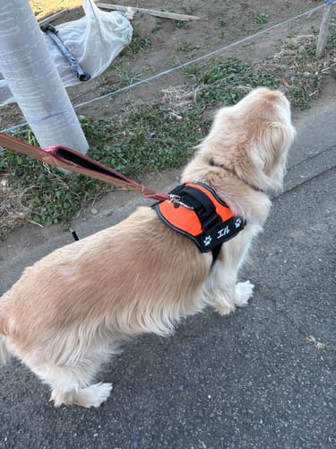 Customer photo review of FunFunPet 高機能ハーネス（お名前タグ作成サービス付き）