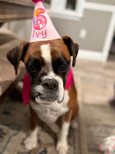 Customer photo review of Personalized Dog Party Pack
