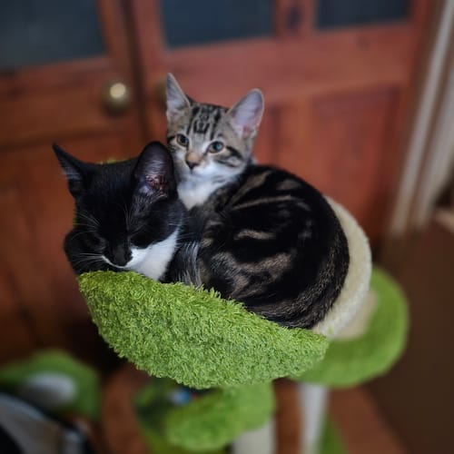 Customer photo review of 1 Month Supply – 2 Cat