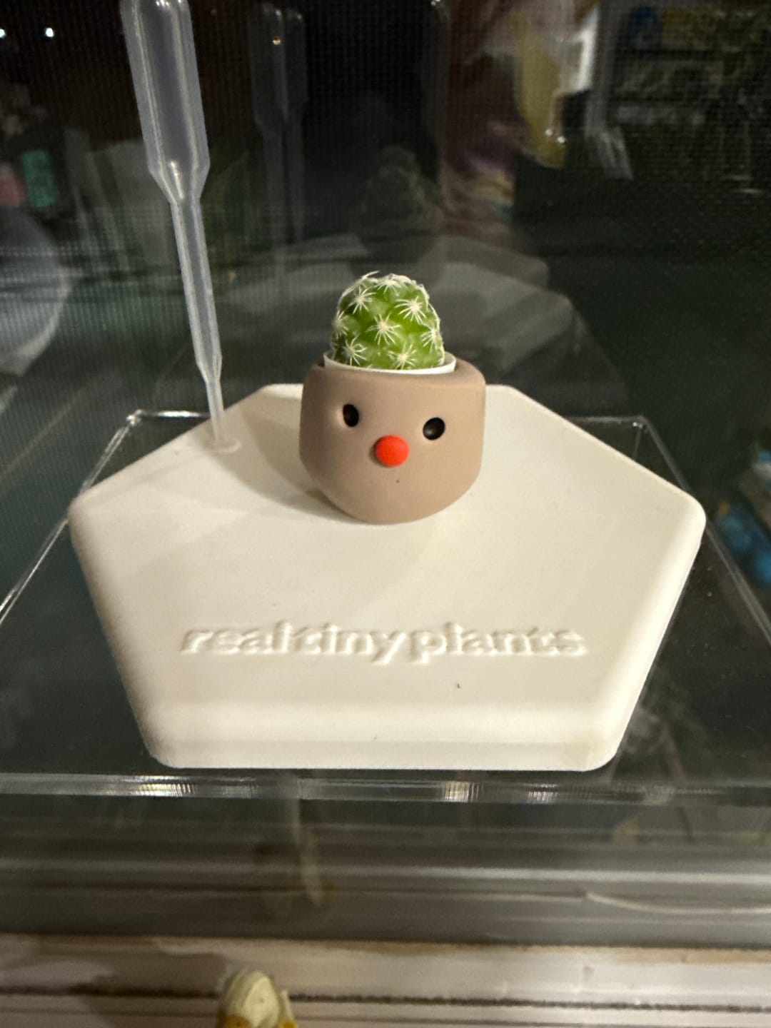Customer photo review of Thimble Cactus