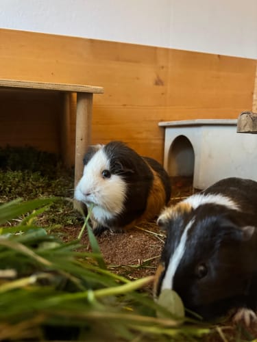 Zwei Meerschweinchen eines Kunden auf der dunklen Kleintiereinstreu, während sie Gras fressen.