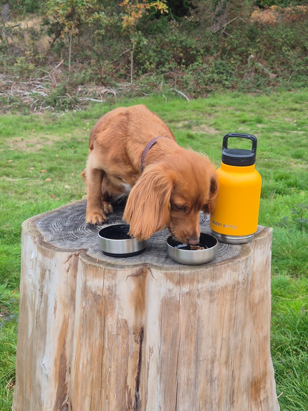 Customer photo review of SUNSHINE SIPPER - 3 in 1 Portable Travel Water Buddy Bottle For Dogs