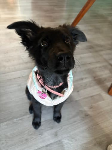 Customer photo review of CT8138 1 Pieza De Ropa De Invierno Para Mascota