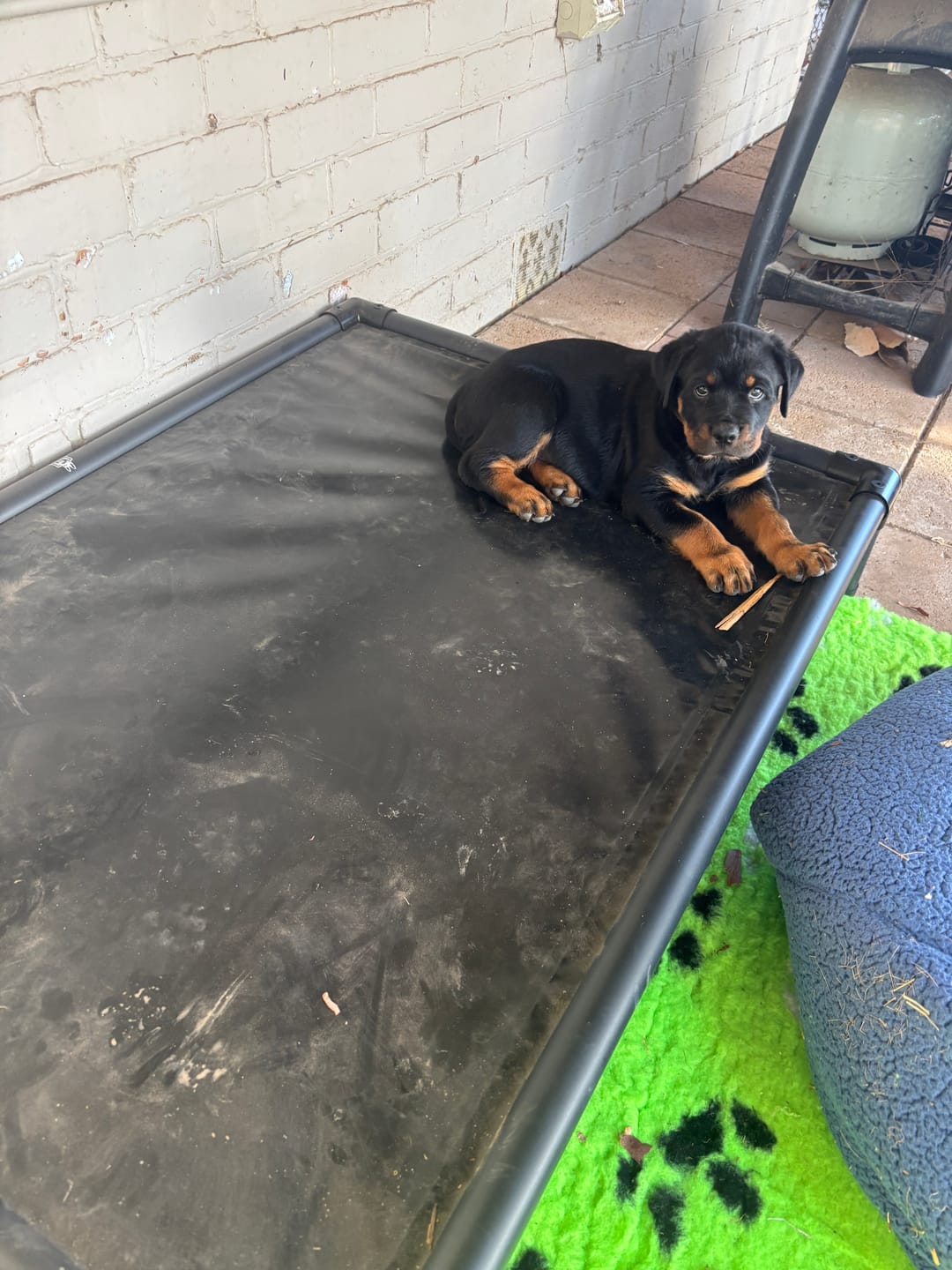 Customer photo review of Reinforced Elevated TuffyBed