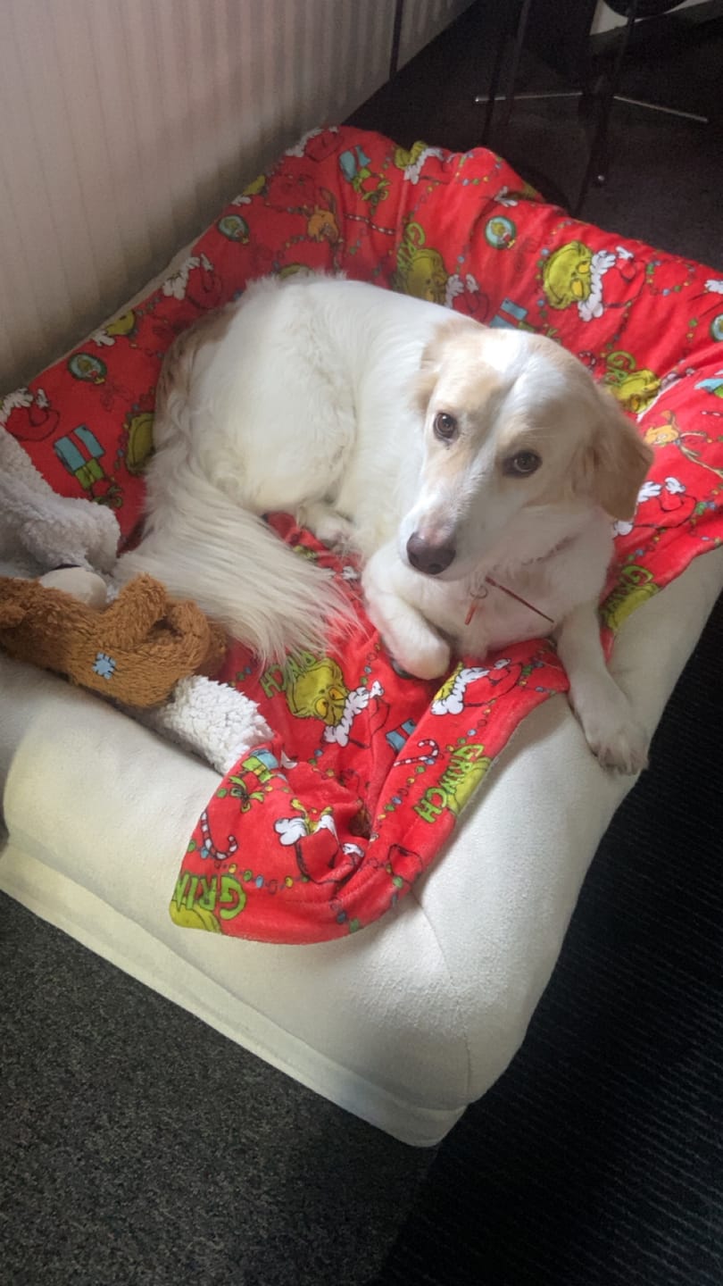 Customer photo review of Pet Perfect Orthopedische Hondenmand - Model 2