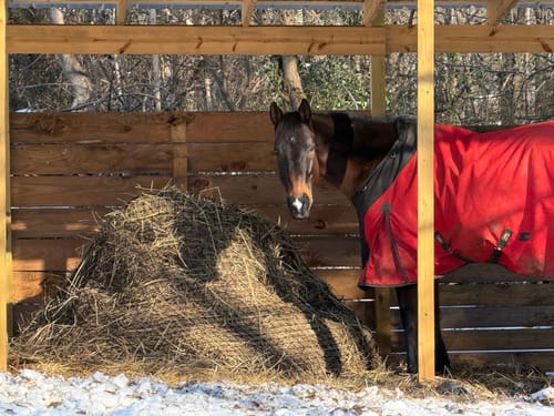Customer photo review of Hay Chix® Large Bale Net - 5'   "The Goldilocks"