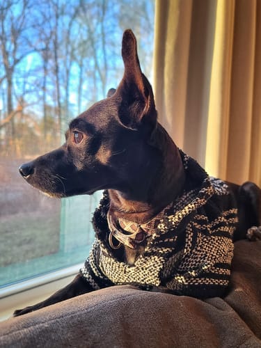 Customer photo review of Playa Poncho – Killer Whale