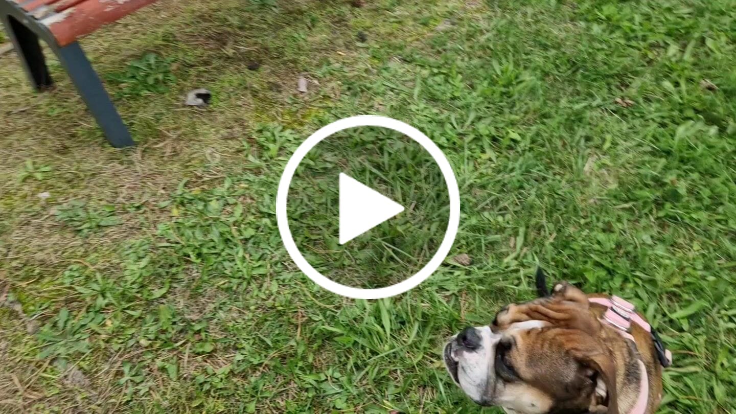 Customer video review of Training Anti Pull TRI-Harness® | M-XL Breeds - Pink