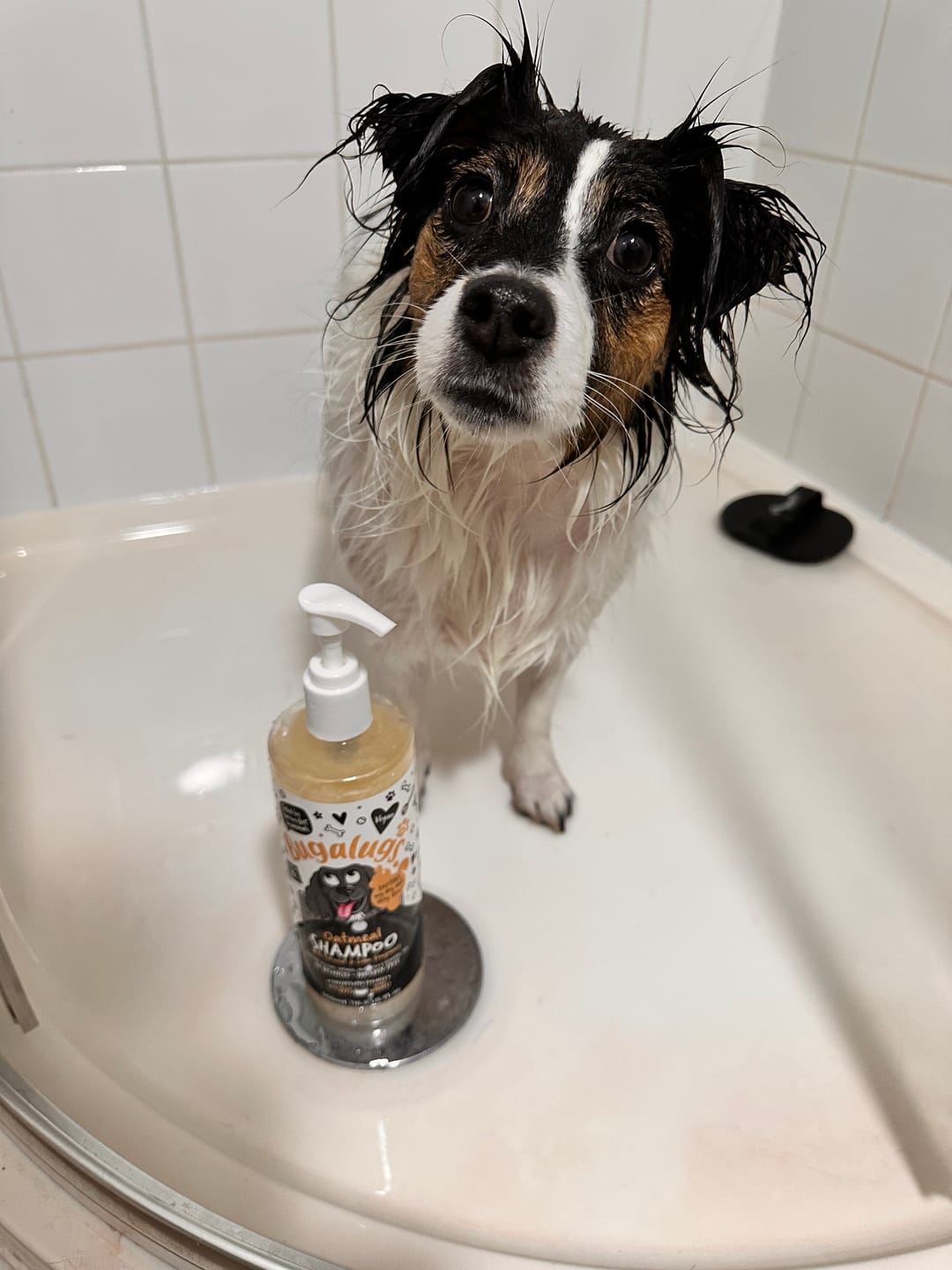 Customer photo review of Oatmeal Dog Shampoo with Coconut & Lime Fragrance