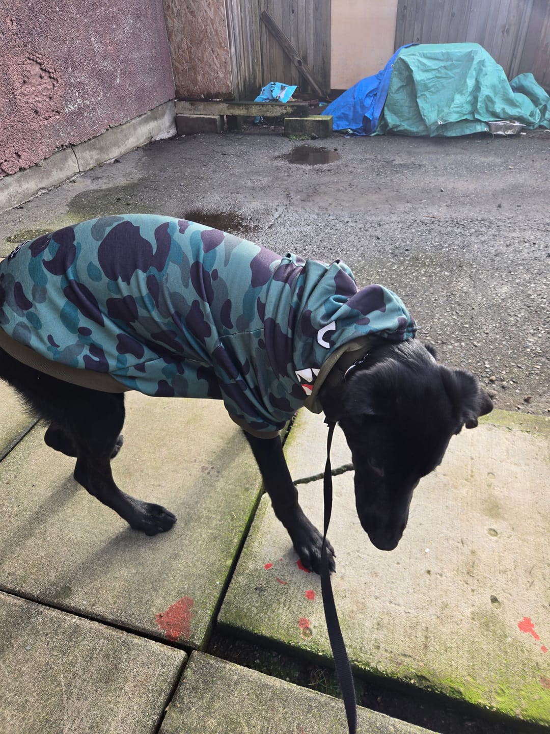 Customer photo review of Shark Monster Dog Hoodie - Green Camo
