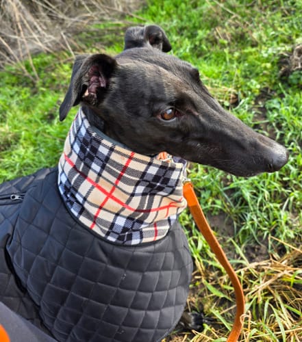 Customer photo review of Oslo - Quilted Waterproof Sighthound Coat with Harness Hole