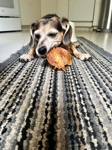 Customer's older beagle-mix dog lying on a striped rug while chewing a flat, ear-shaped treat.