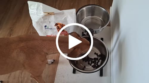 Customer video review of Linea Grain Free - Salmone con Trota, Patate Dolci e Asparagi - Cane Adulto