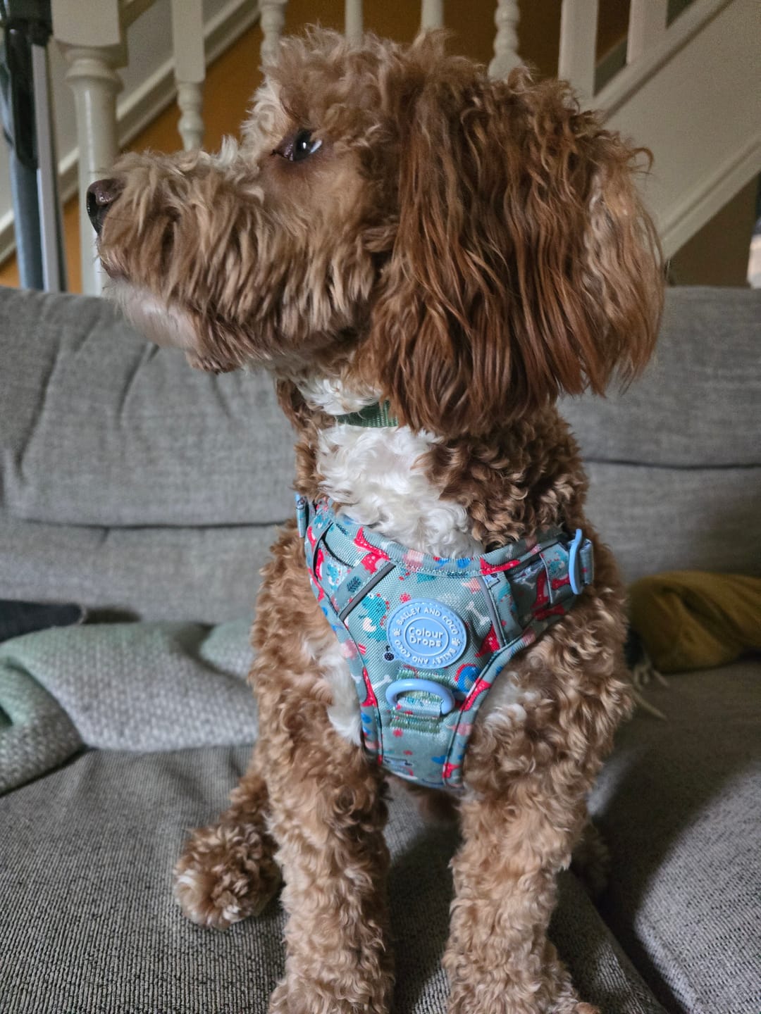 Customer photo review of Dinosaur Dog Harness – Dino Party Reflective No-Pull