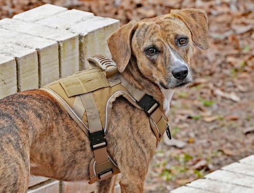 Customer's dog looking back while wearing the well-fitting tan Team K9 Tactical Dog Harness.
