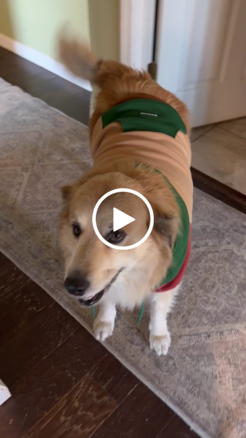 Customer video review of Ranger Dog Hoodie