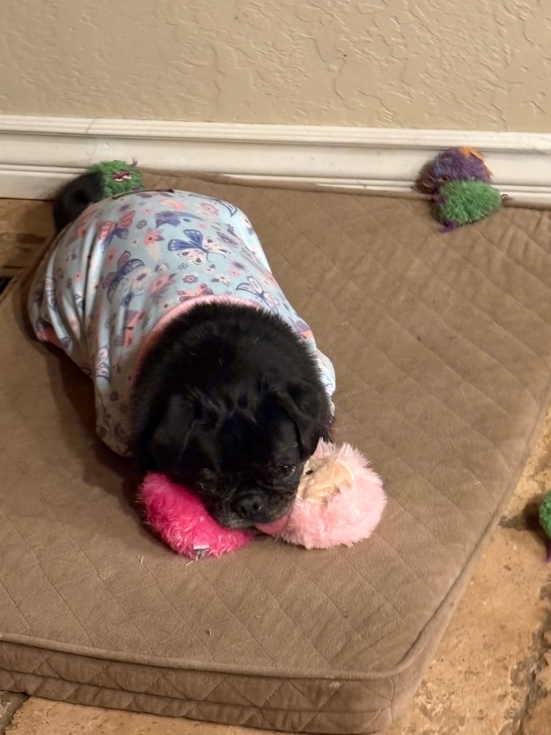 Customer photo review of Dog Pajama - Butterfly