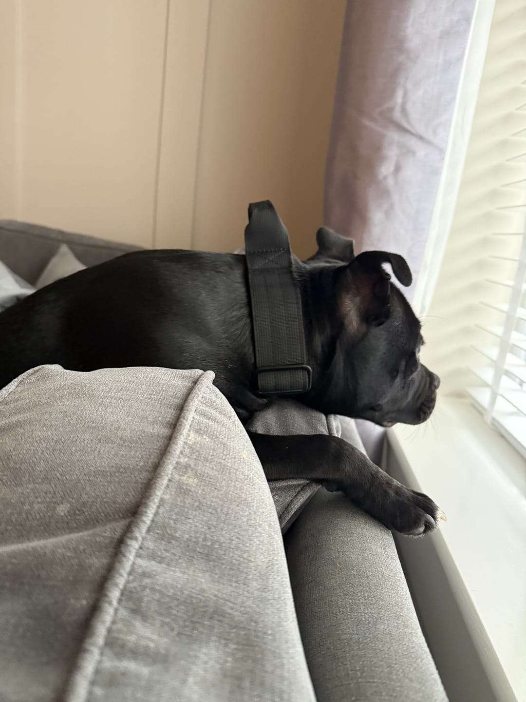 Customer photo review of 4cm Combat® Collar | Handle & Rated Clip - Black