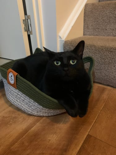 Customer photo review of Instinct Basket | Handwoven & Chemical-Free Cat Territory