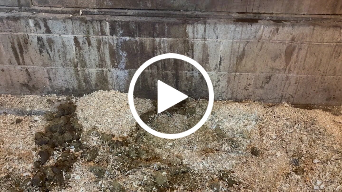 Customer video review of Equine Probiotic Pellets