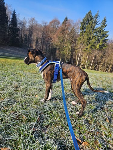 Customer photo review of Slip on Harness | Foam Padded - Blue & Turquoise