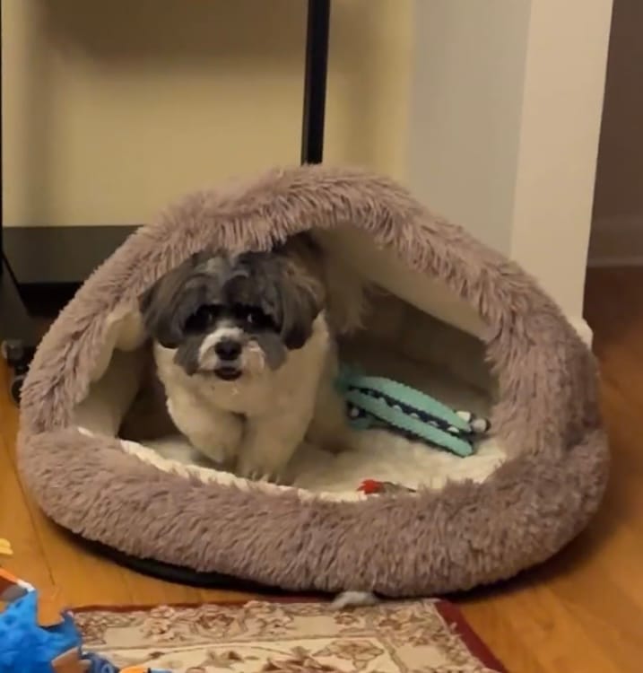 Customer photo review of Furry Semi-Enclosed Hooded Dog Calming Bed-Brown