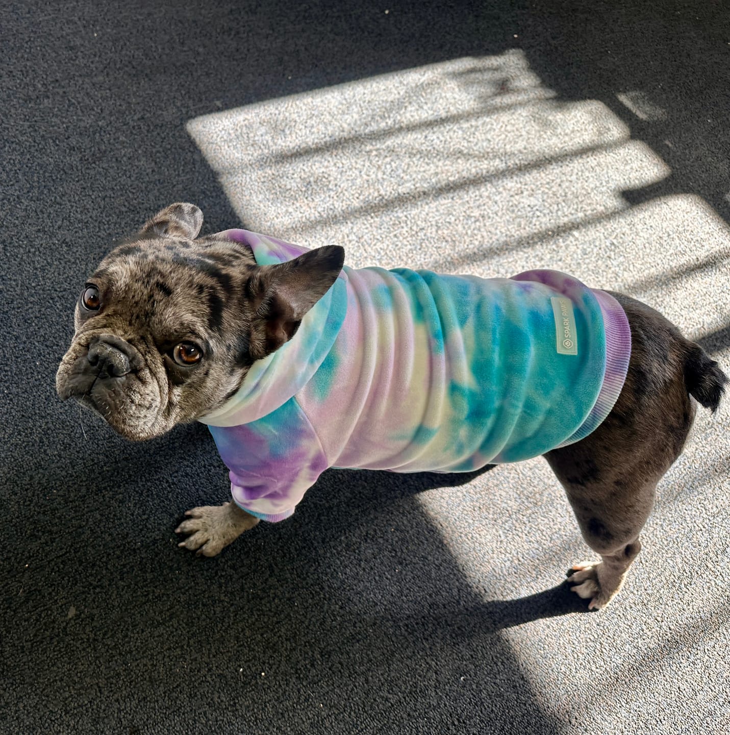 Customer photo review of Velvet Dog Hoodie - 90s Retro