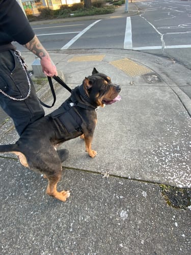 Customer photo review of No Pull Bully Proof Harness