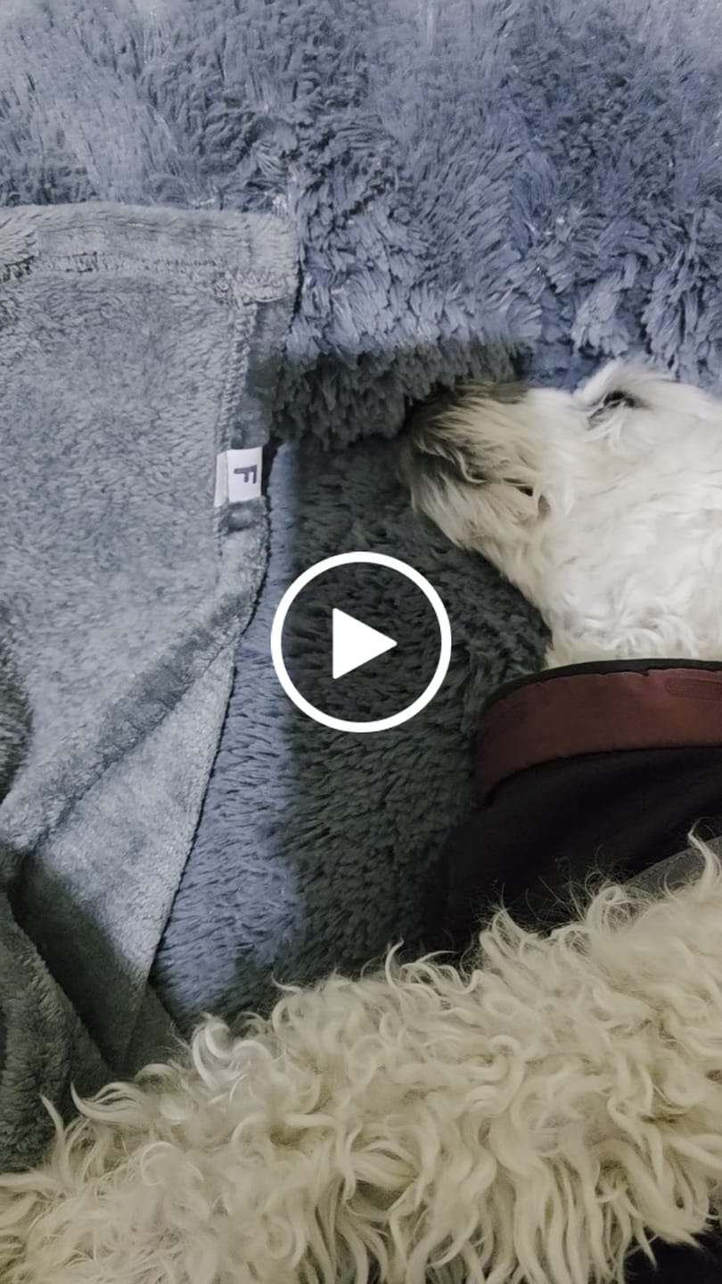 Customer video review of Manta Relajante para Mascotas