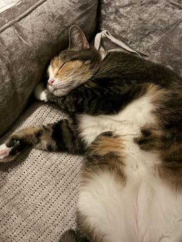 Customer photo review of 3 Month Supply - 1 Cat