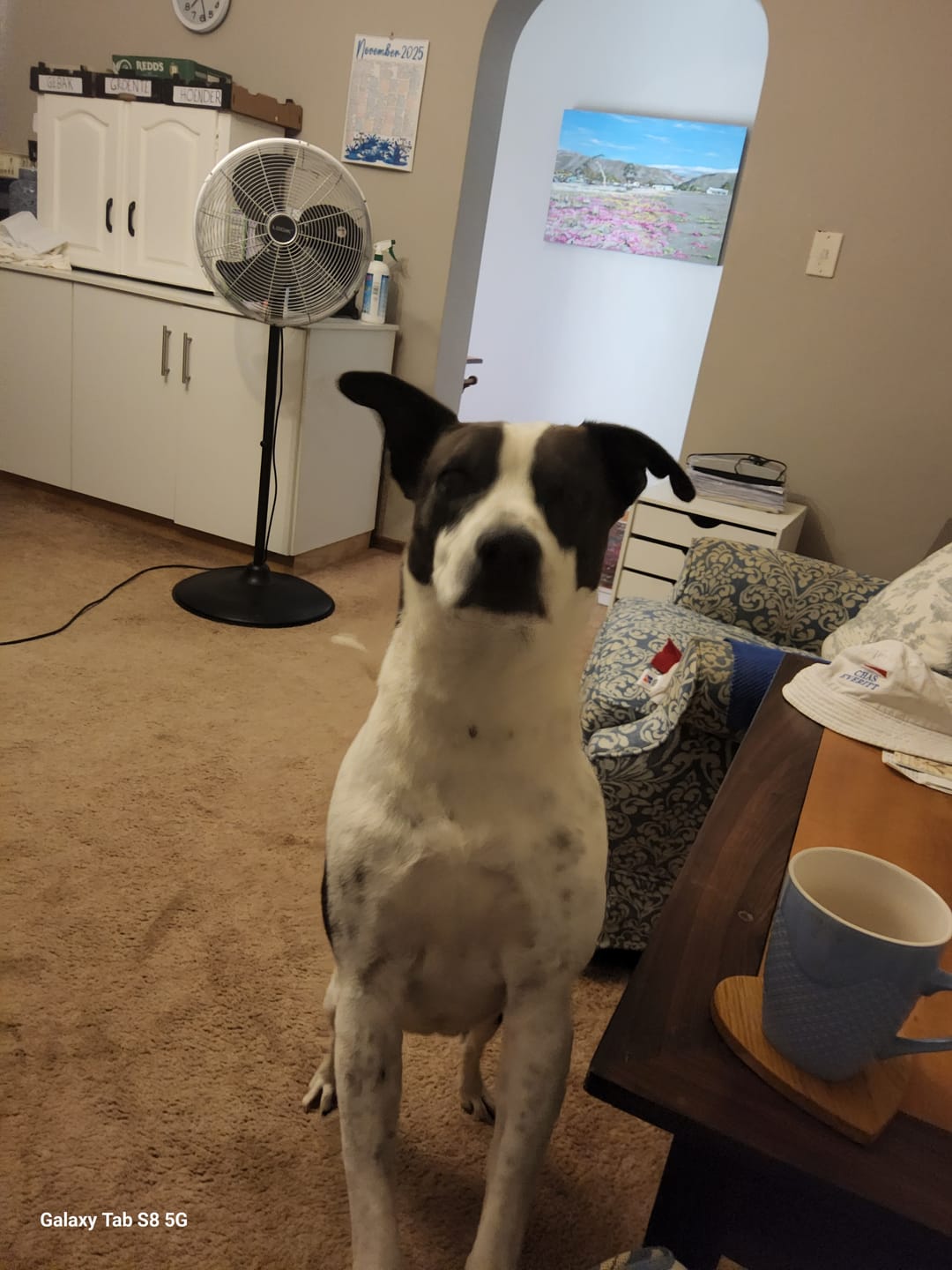 Customer photo review of FlexCare (Joint & Movement Support For Dogs)
