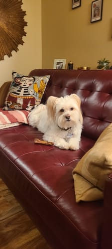 Customer photo review of Ostrich Runner (5" x 1.5"): The Flavorful & Long-Lasting Chew for Small to Medium Dogs - 3 Pieces