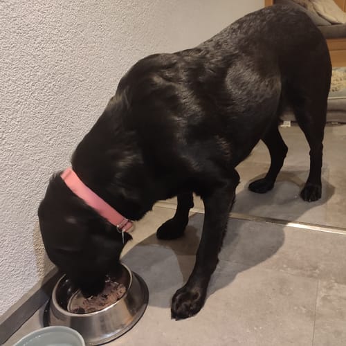 Customer photo review of Frischfutter für Energiebedarf von 1301 kCal/Tag