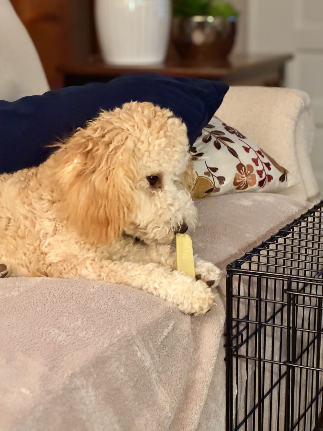 Customer photo review of Banana Yak Chews