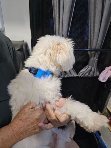 Customer photo review of FluffGuard - 12 Months Bug Free Collar