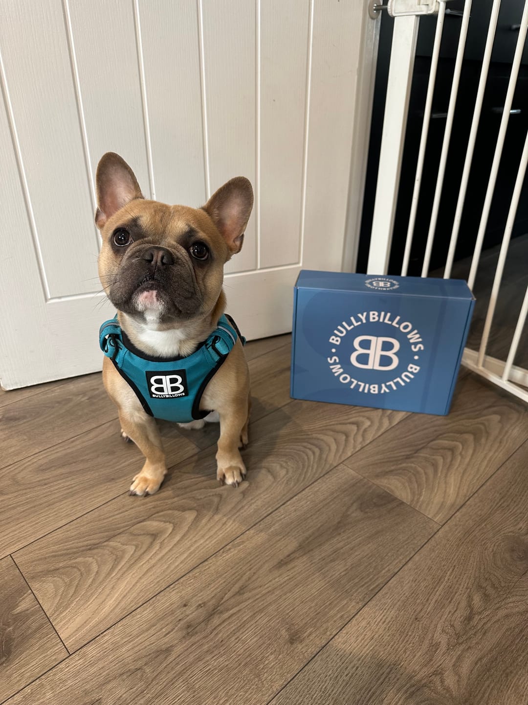 Customer photo review of Comfort Premium Harness | Non Restrictive - Light Blue