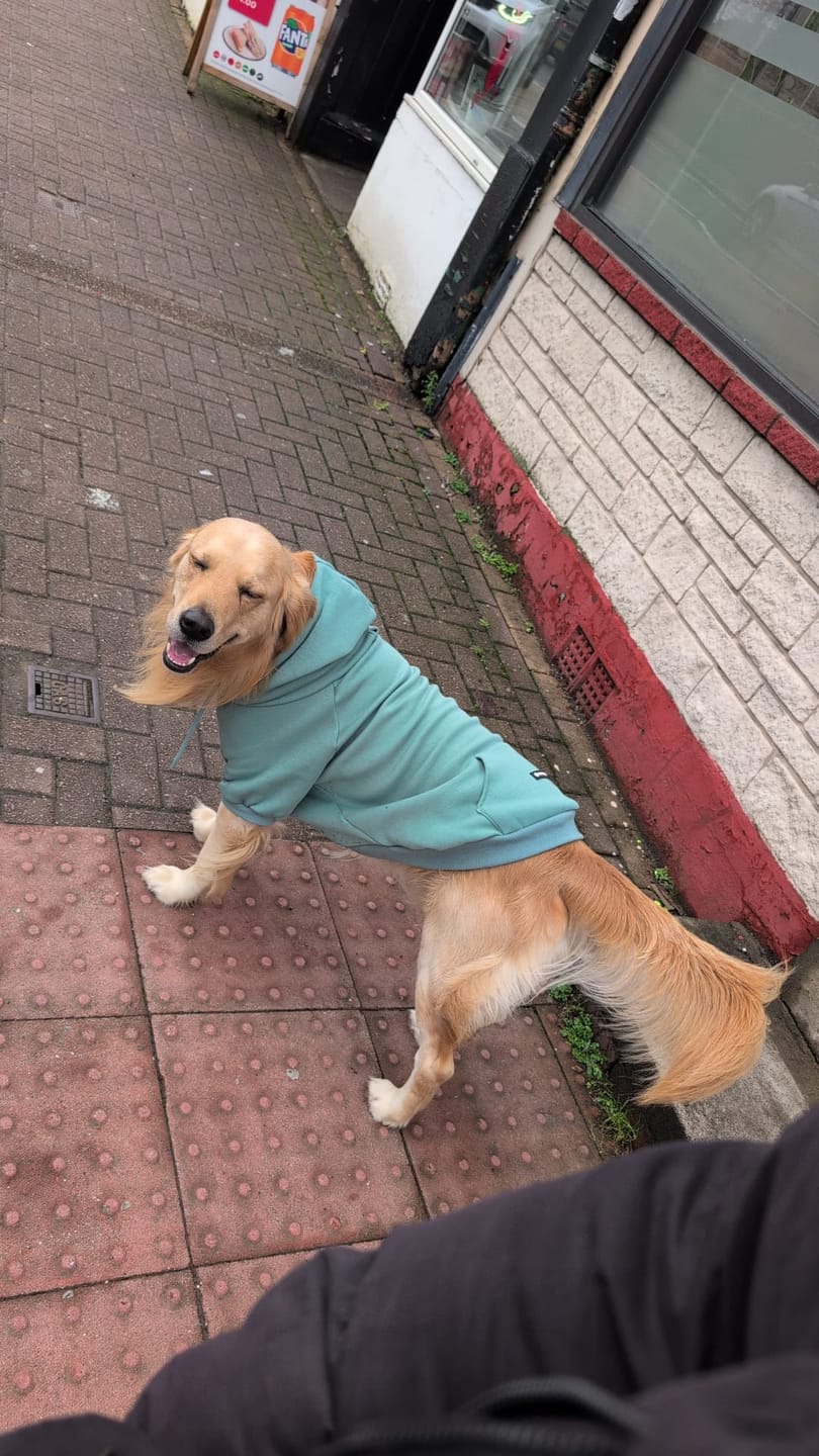 Customer photo review of Essential Dog Hoodie - Teal