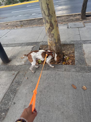 Customer photo review of Arnés Animal Print | Con correa de seguridad integrada