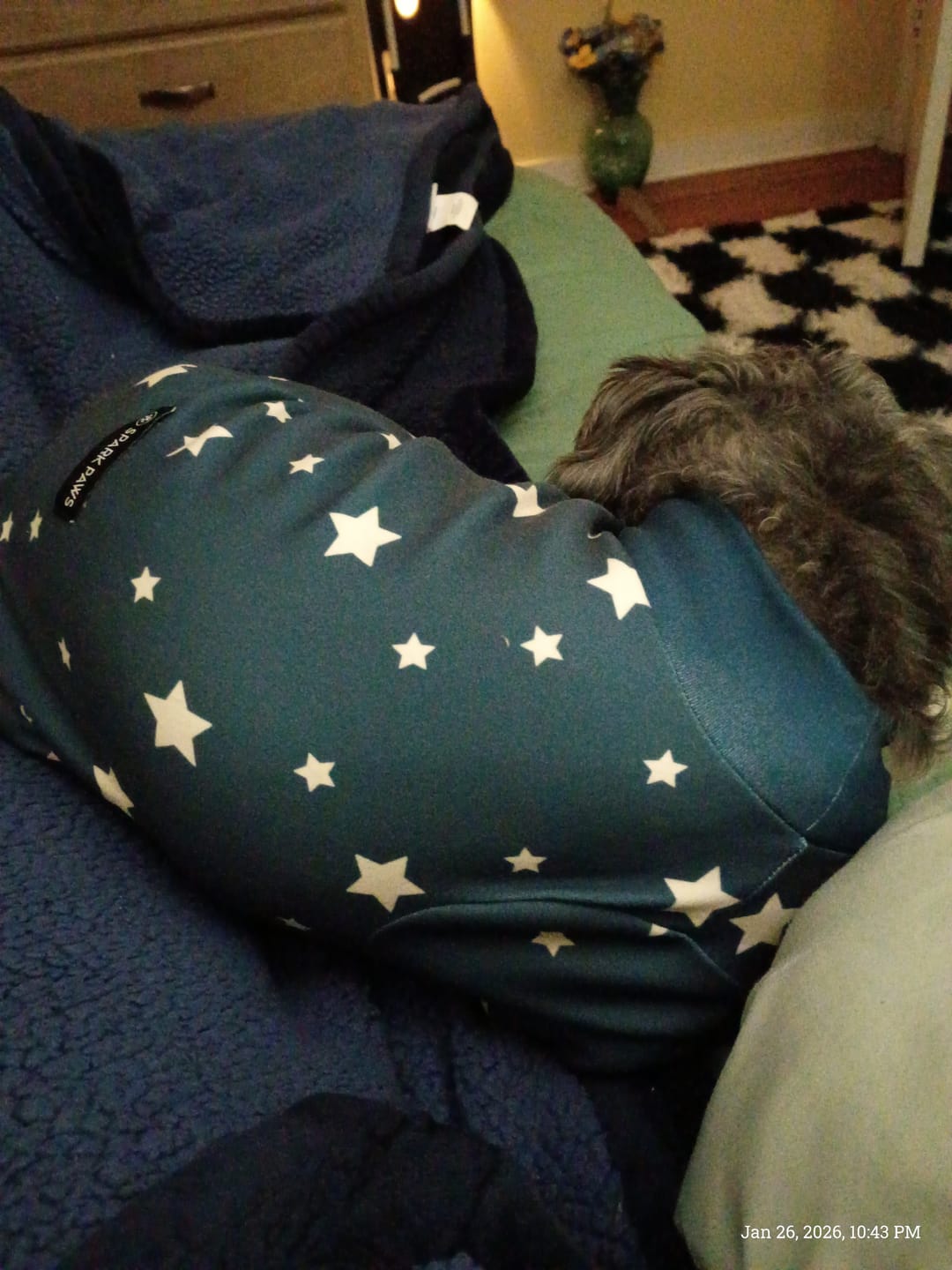 Customer photo review of Dog Pajama - Stars