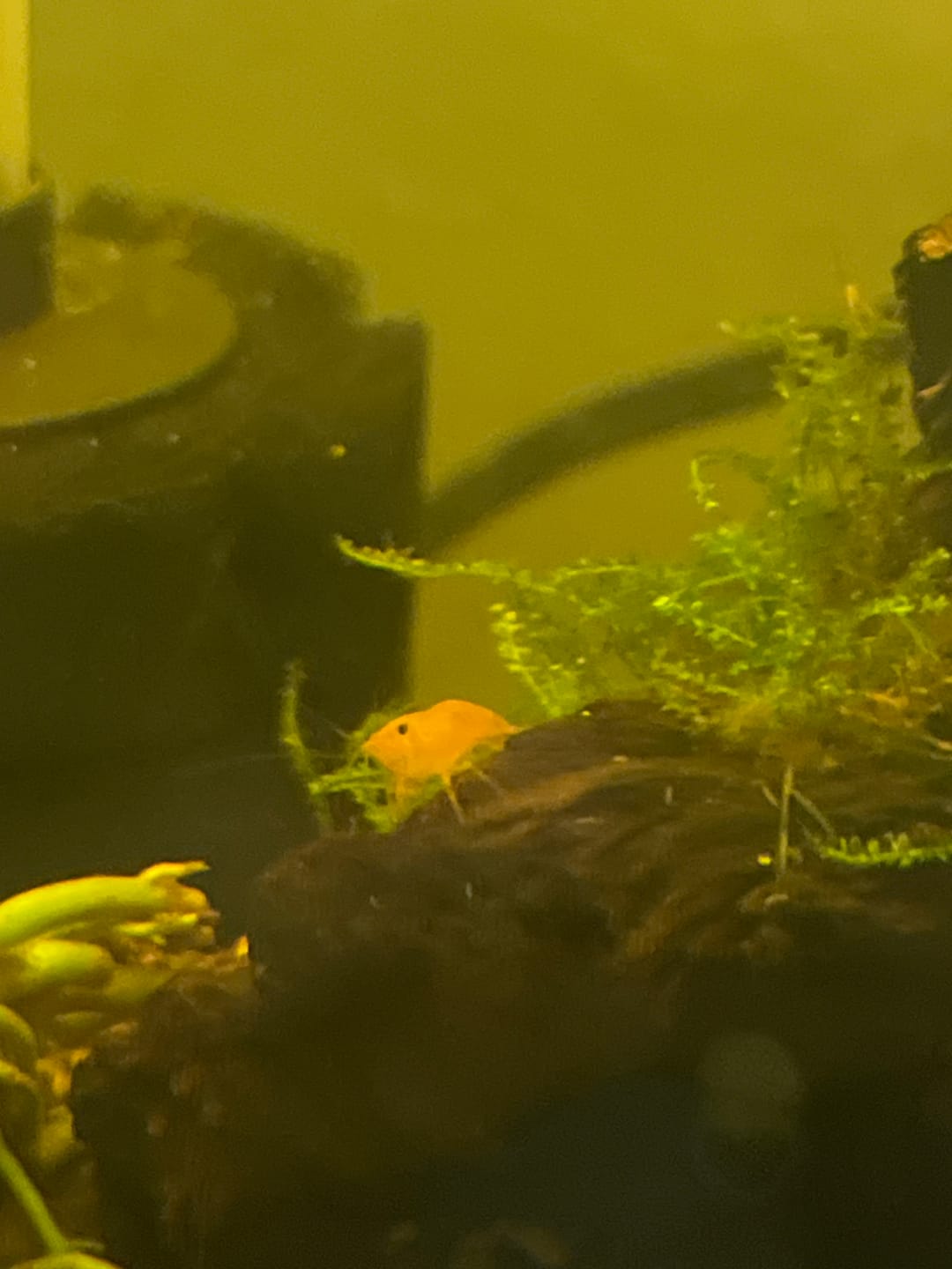 Customer photo review of Orange Sunkist Shrimp