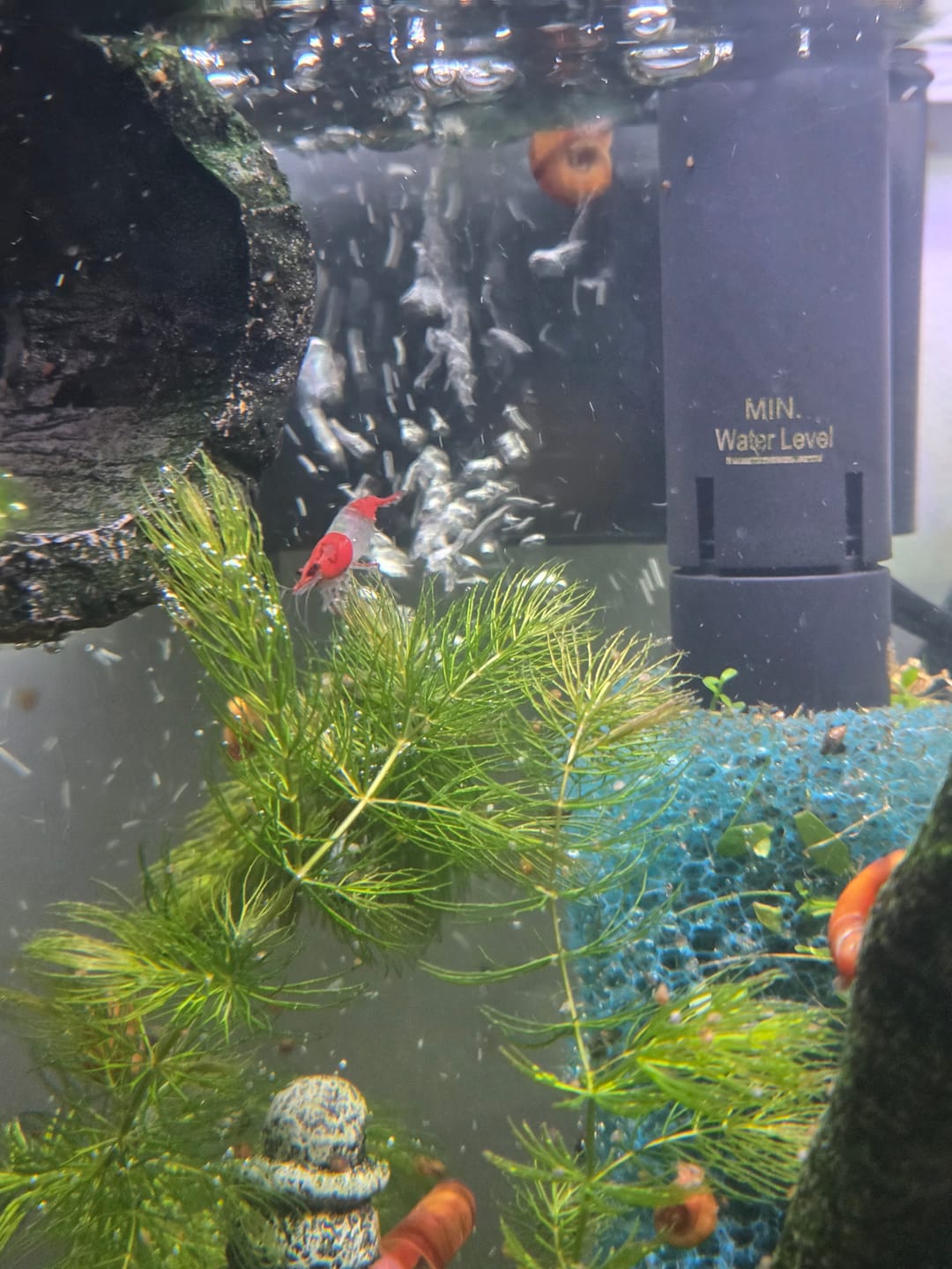 Customer photo review of Red Rili Shrimp