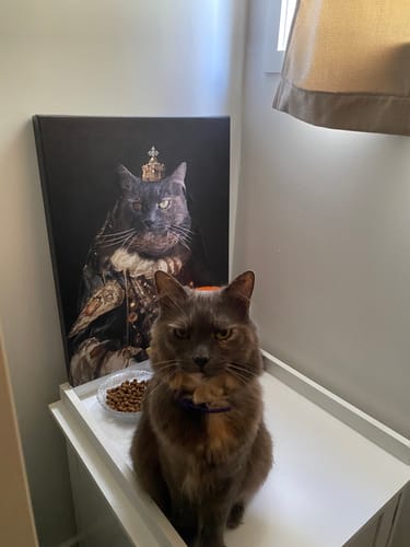 Customer photo review of 3 Month Supply - 1 Cat