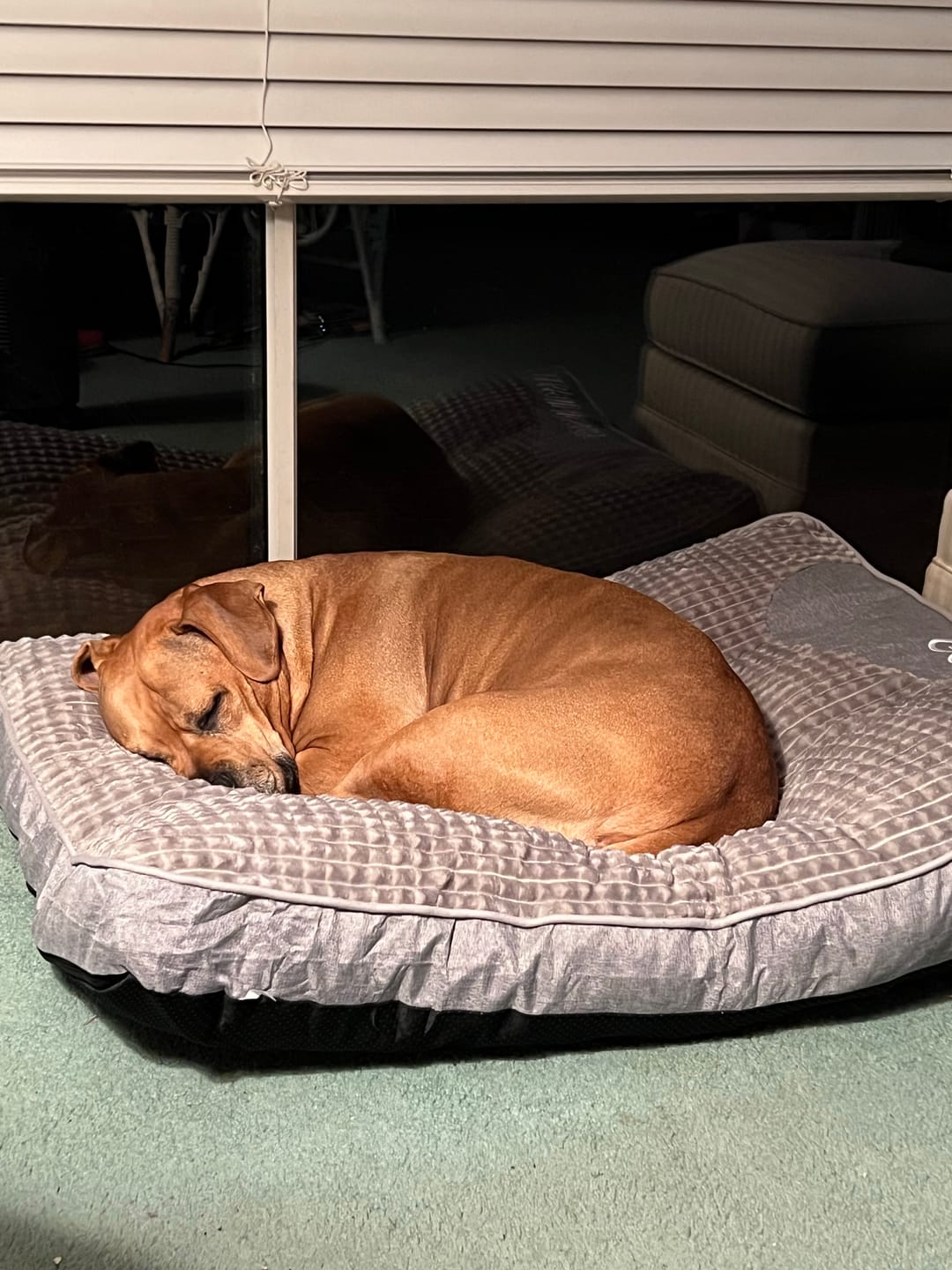 Customer photo review of Grey Scratch-resistant Spine Protection Large Washable Pet Cushion Bed