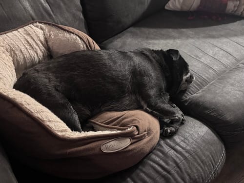 Customer photo review of Playa Poncho – Mystery Color (Bella, Charlie, or Fun Edition)