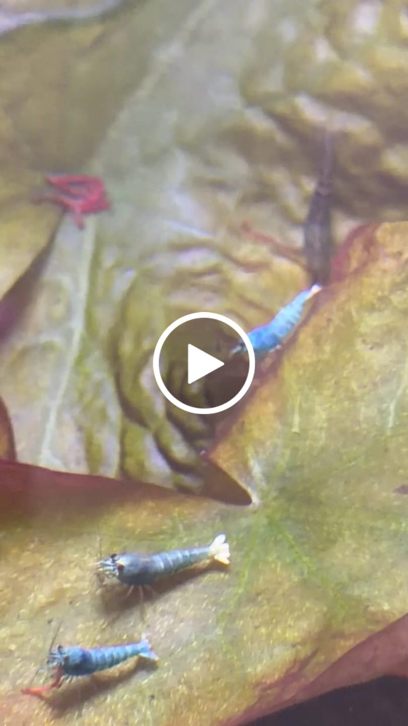 Customer video review of Blue Bolt Shrimp (Caridina cantonensis var. “Blue Bolt”), Tank-Bred