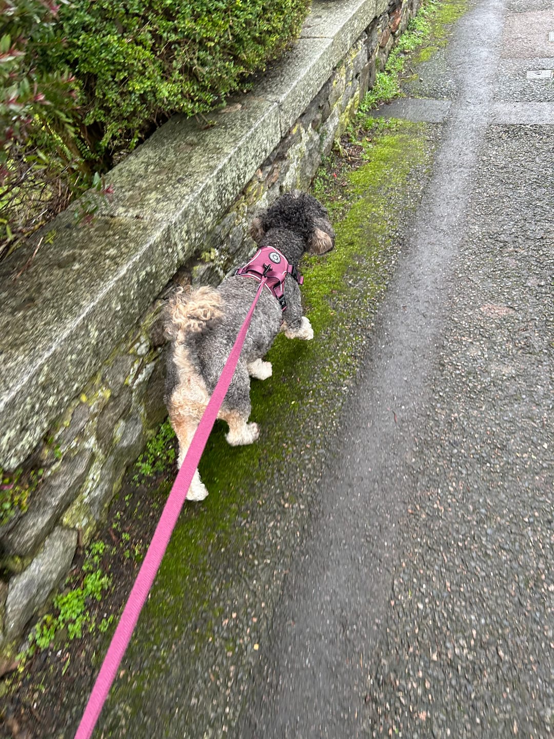 Customer photo review of Trail & Glow® Dog Harness - Mulberry Tweed