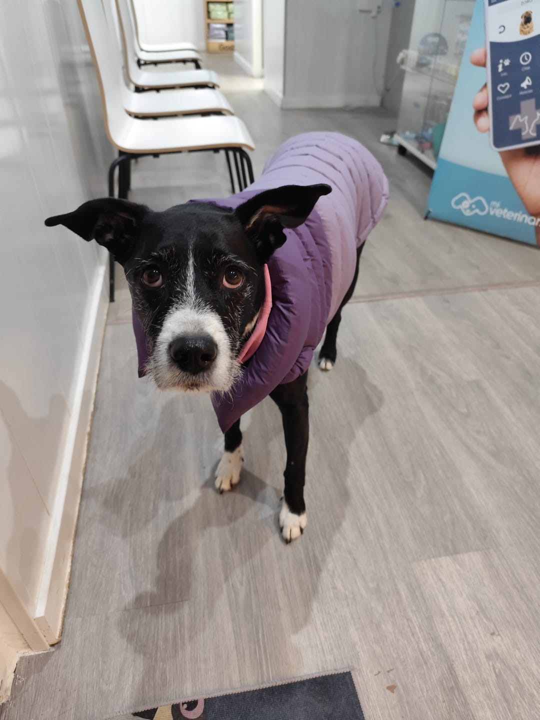 Customer photo review of PuffShield Winter Jacket -  Purple